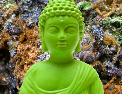 Green Buddha Guide to Growing Your Own Medicine