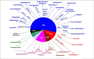 CBD Wheel