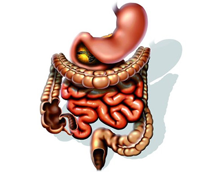 Gastronintestinal Cannabinoids