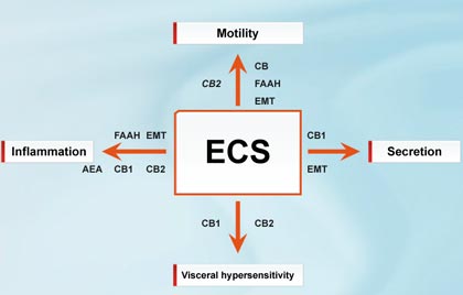 ECS and the Gut