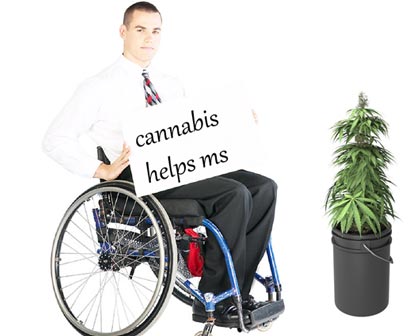 Cannabis improves MS