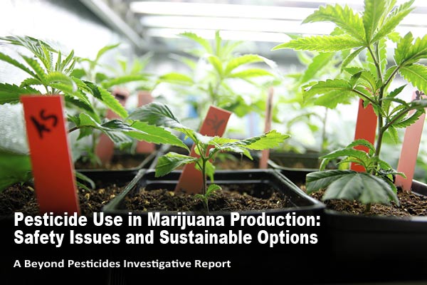 Pesticides Use in Cannabis Production