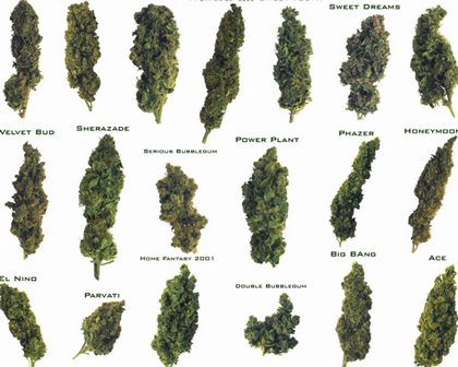 Cannabis Strains